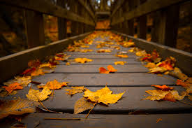 http://www.jackeeholder.com/tree/autumn-leaves/